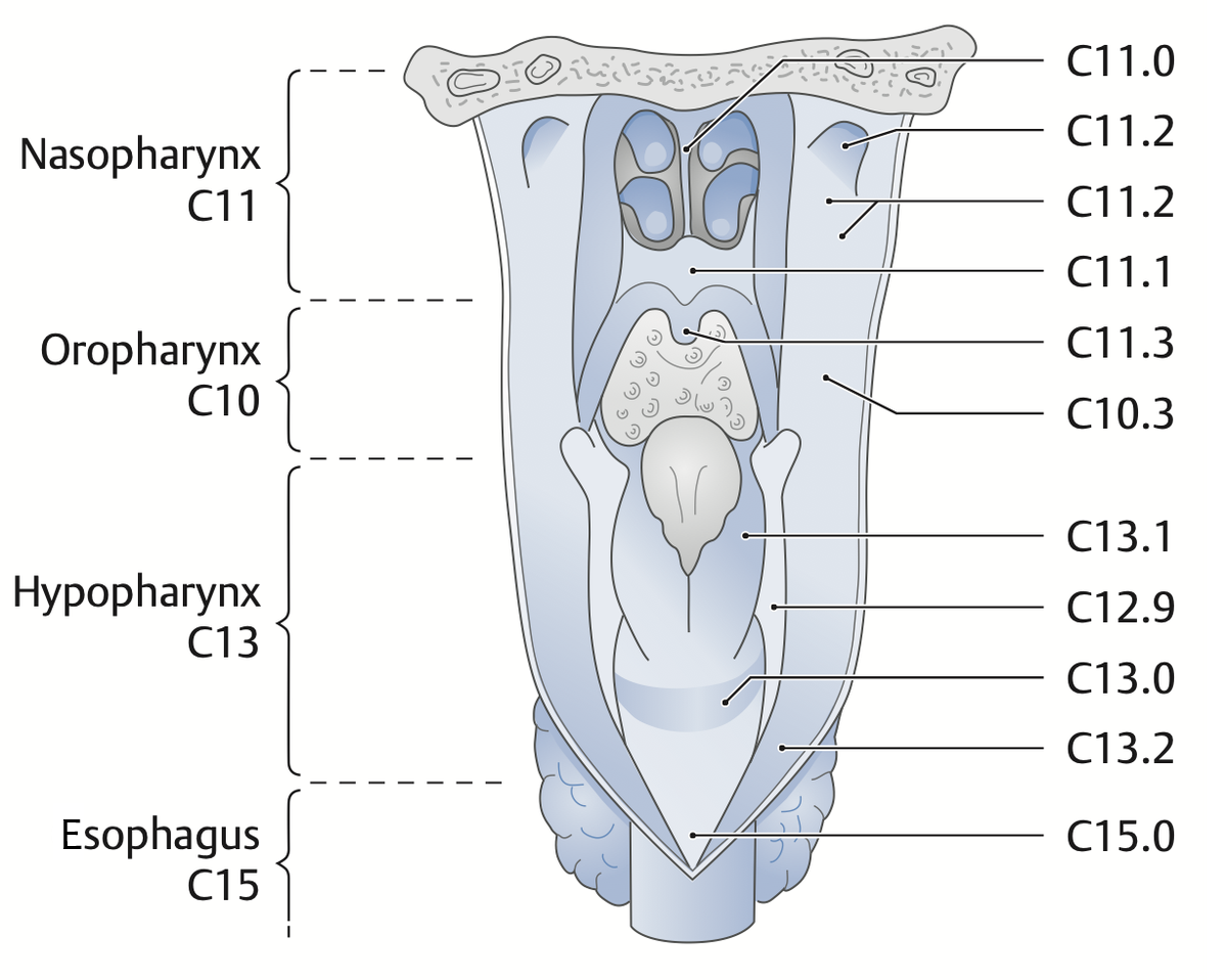 Pictogram oropharynx from behind