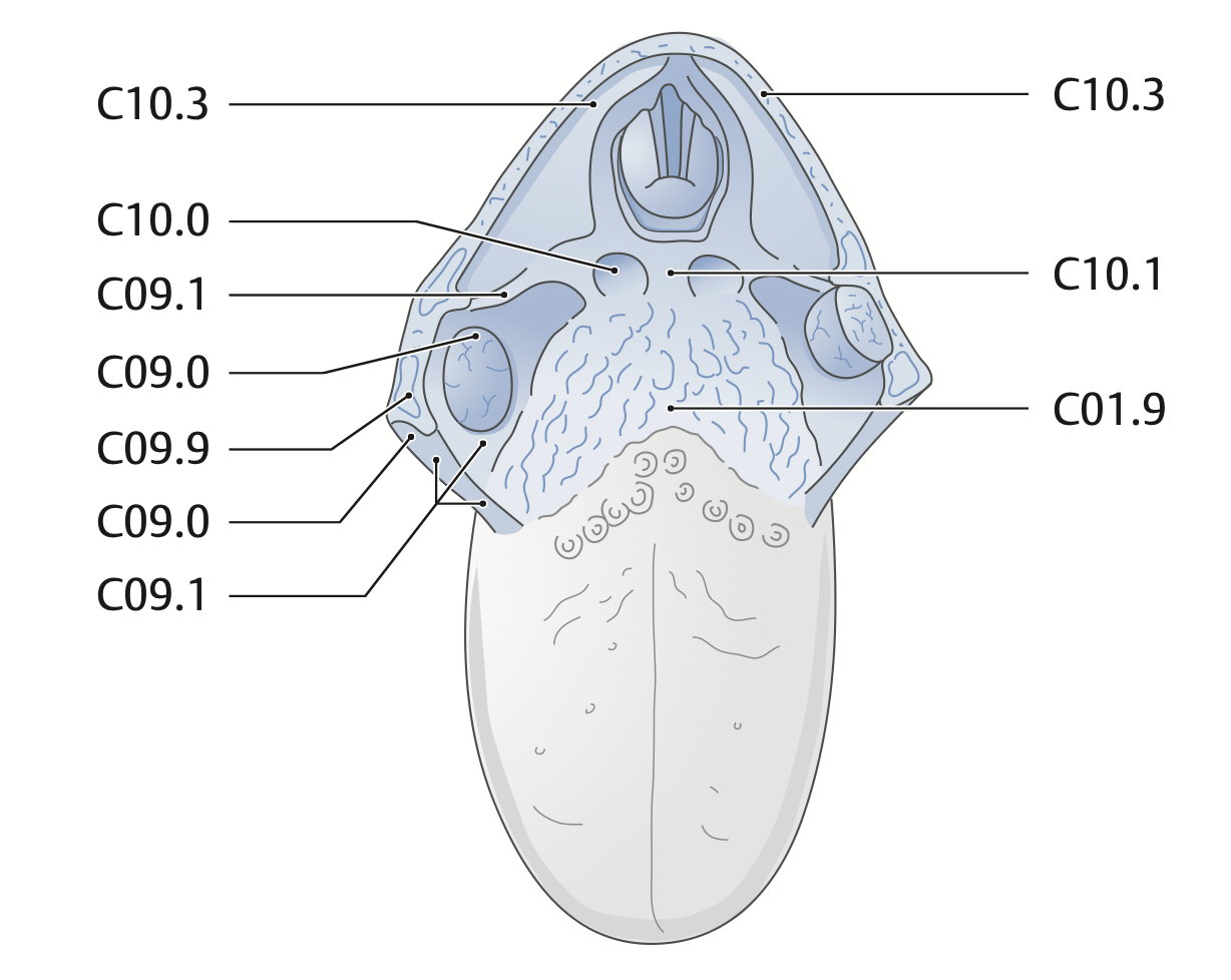 Pictogram oropharynx from above