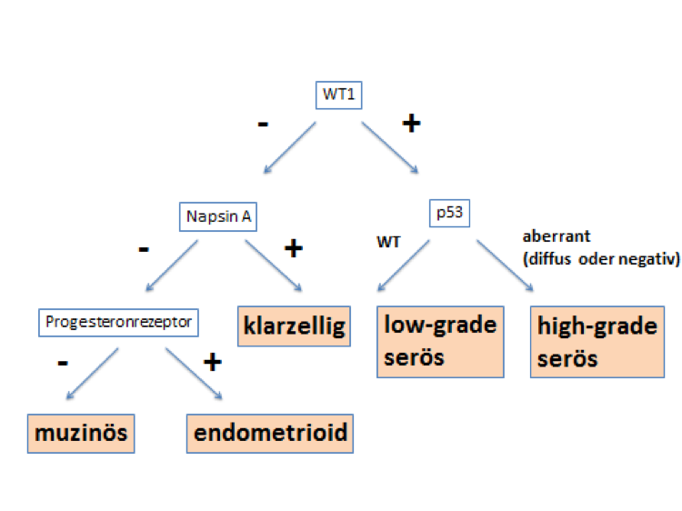 Algorithmus zur Diagnose der histologischen Typen mit immunhistochemischen Zusatzuntersuchungen