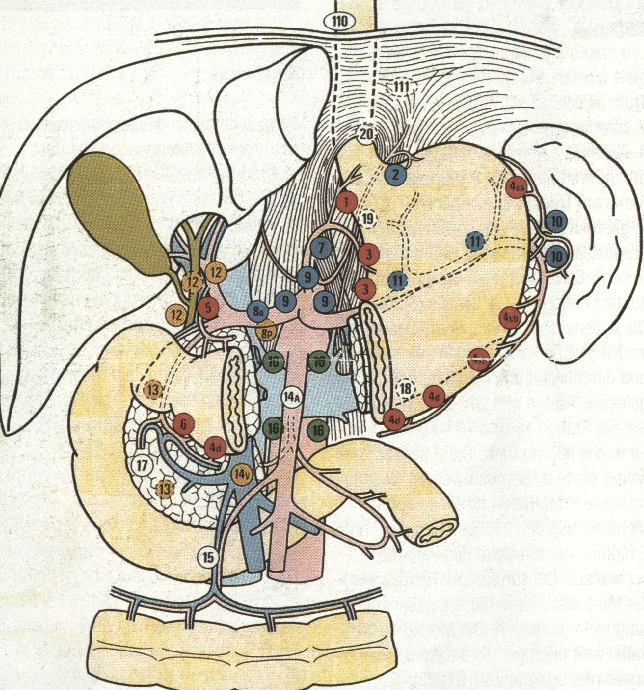 Lymphknotenstationen nach der Japanese Gastric Cancer Association. Zeichnung mit freundlicher Genehmigung von Springer Science, Business Media und dem Autor Siewert et. al.