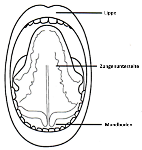 Aufbau der Mundhöhle (b)