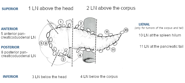 Anatomical Overview of the Pancreatic Region with Lymph Nodes located directly at the Pancreas (modified according to the TNM Atlas (5th Edition; Publisher: Wittekind, Ch., Klimpfinger, M., Sobin, L.H.), Springer Verlag 2005)