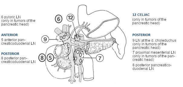 Regionary Lymph Node Stations (modified according to the TNM Atlas (5th Edition; Publisher: Wittekind, Ch., Klimpfinger, M., Sobin, L.H.), Springer Verlag 2005)